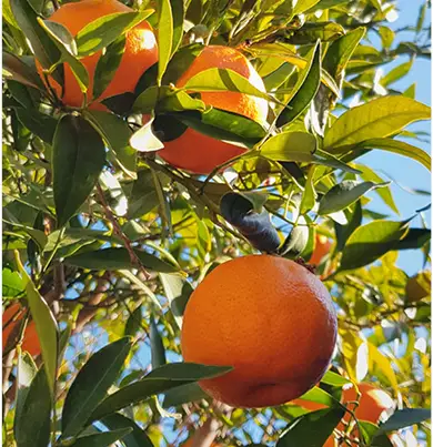 Fragranza Chinotto e Pepe - Dr. Vranjes - immagine 4